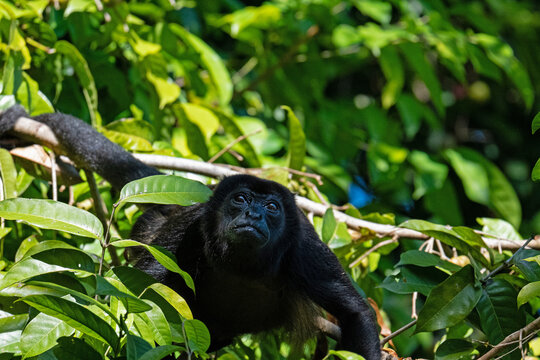 Howler monkey in a tree in a rainforest near Gamboa in Panama
