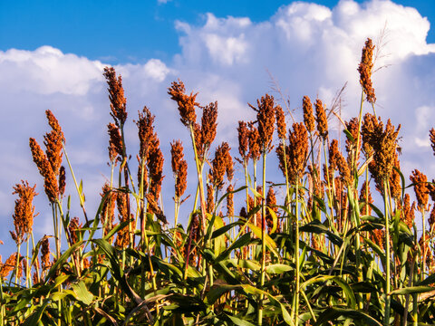 Low angle view of ripe red sorghum panicles growing in an agricultural field against a clear blue sky background. Cultivated grain crop plantation during harvest season in Brazil.