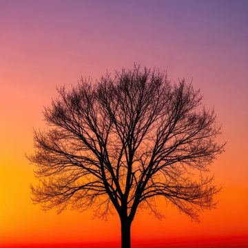 A striking silhouette of a single bare tree stands against a vibrant sunset sky, highlighting intricate branches and a minimalist mood, abstract, atmospheric, light