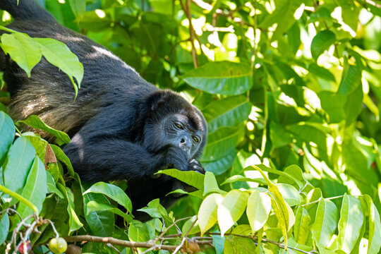 Howler monkey in a tree in a rainforest near Gamboa in Panama
