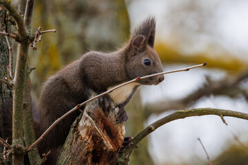 squirrel on a tree © Stanislav