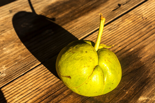 A close-up shot of a whole green elephant apple (Dillenia indica) resting on a textured wooden background. 