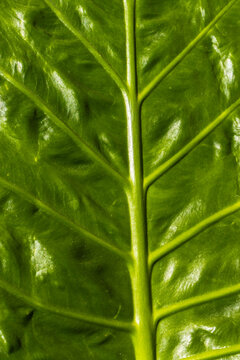 Detailed macro photograph showing the vivid green texture and veins pattern of an Alocasia Macrorrhizos leaf, commonly known as giant elephant ear plant, shot in natural sunlight in Brazil.