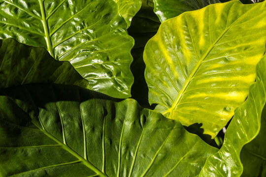High angle macro view of lush glossy green Alocasia macrorrhizos foliage. The sun illuminates the natural texture and detailed vein structure of large tropical leaves,