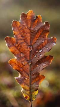 Close-up of autumn oak leaf with water droplets against blurred background