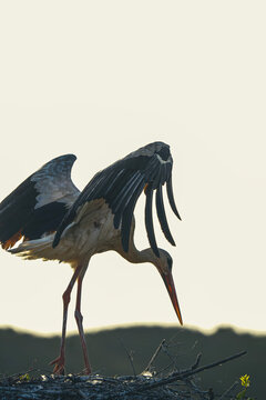 White Stork Spreading Wings on Nest at Sunset