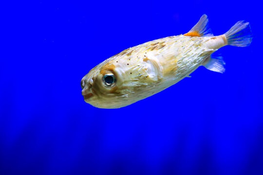 Pufferfish profile shot. Porcupine fish swimming. Spiky marine creature. Blue aquarium background. Tropical ocean animal. Exotic underwater wildlife. Poisonous blowfish closeup. Green eye detail. Sea