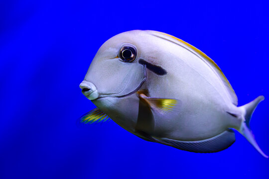 Surgeonfish swimming close-up. Acanthurus profile shot. Exotic marine animal. Blue aquarium backdrop. Orangeshoulder tang portrait. Yellow fin details. Smooth grey skin. Dark eye stripe. Tropical