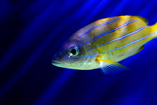 Bluestripe snapper profile. Lutjanus kasmira portrait. Yellow fish swimming. Neon blue stripes. Deep aquarium background. Tropical reef animal. Marine wildlife closeup. Saltwater species view