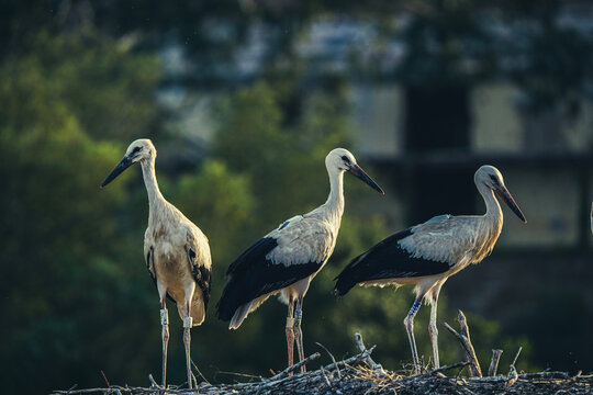 Three White Storks Standing on Nest in Golden Evening Light