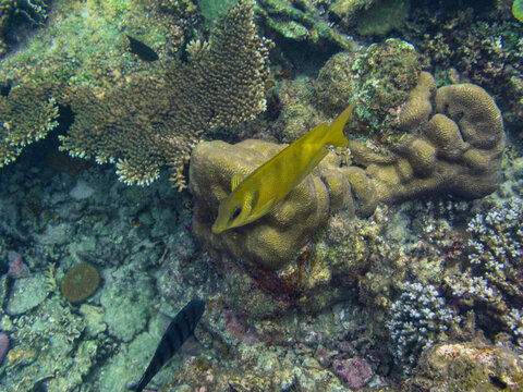 Coral rabbitfish swimming near hard corals in Tanote Bay, Koh Tao, Thailand