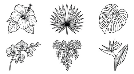 Tropical botanical line art collection, 6 black and white floral vector icons, exotic hibiscus and monstera leaf illustrations for summer branding © sikandar
