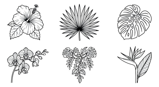 Tropical botanical line art collection, 6 black and white floral vector icons, exotic hibiscus and monstera leaf illustrations for summer branding