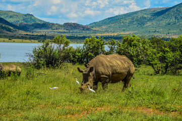 Dehorned White Rhinoceros in it's natural surrounding and landscape © shams Faraz Amir