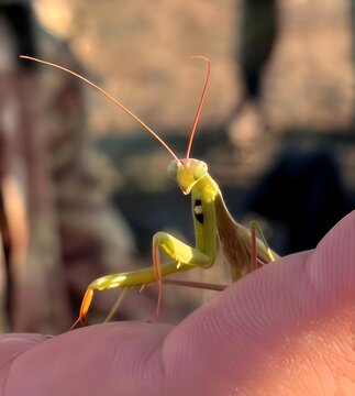 grasshopper on the ground