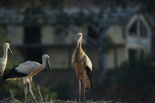 White Stork Family Standing on Nest at Golden Hour