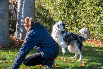Woman crouching down interacting with an energetic husky dog jumping up with its tongue out in a park on a sunny autumn day, showing friendship between human and pet outdoors © Ekaterina