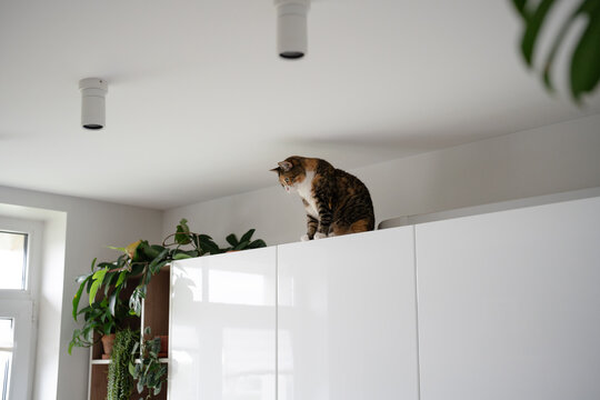 Interested domestic cat observing house from cabinet on wall, secret place for rest and home watching, curious kitty enjoying high spot view, pet sitting on top of cupboard looking around apartment.