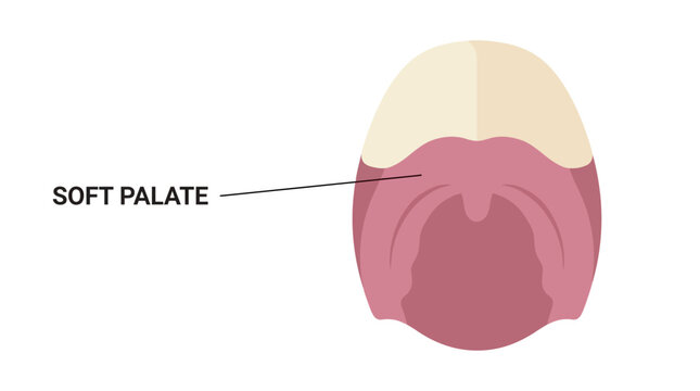 Soft Palate Anatomy Infographic