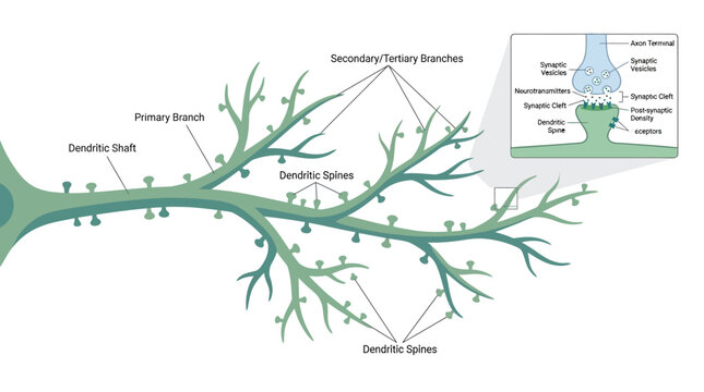 Neuron Dendrite and Synapse Anatomy Infographic