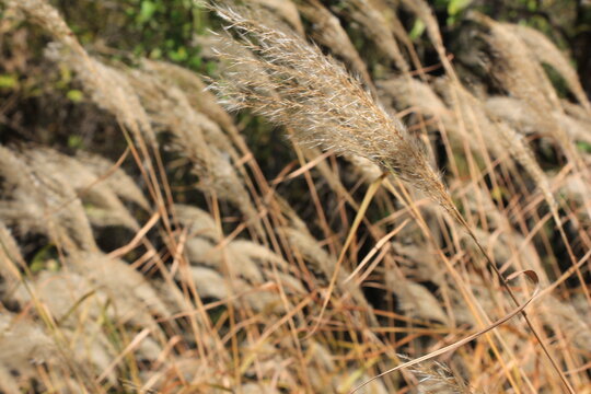 Pampas Grass in the autumn sun