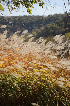 Pampas Grass in the autumn sun