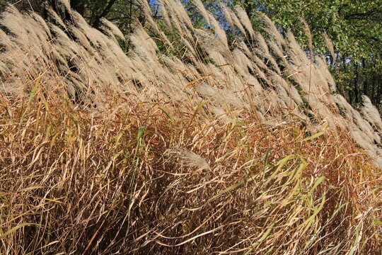 Pampas Grass in the autumn sun