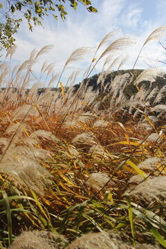 Pampas Grass in the autumn sun