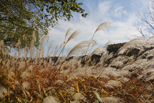 Pampas Grass in the autumn sun