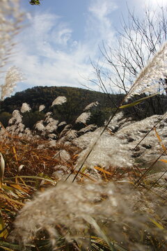 Pampas Grass in the autumn sun