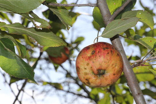 Naturally grown red apple with spots holes and imperfections still attached to the tree, in the sunlight