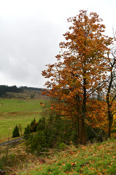 Ein tr&uuml;ber Herbsttag