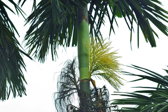Areca Nut Palm Tree with Yellow Inflorescence Flower against Sky