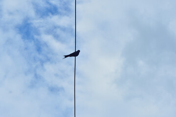Obraz premium Black Drongo Bird Perched on Electric Wire Against Blue Sky