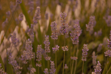 Obraz premium Blooming lavender flowers creating a natural purple floral background. Soft botanical texture in summer garden.