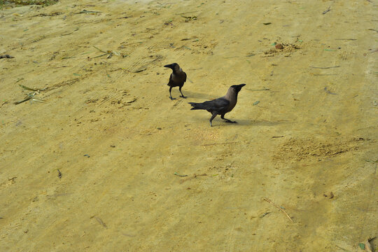 Two House Crows Foraging for Food on Sandy Beach