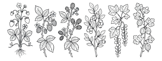 Vintage botanical berry illustrations, hand drawn garden fruit sketches, set of 6 black and white vector berry branches for organic food packaging © rehman