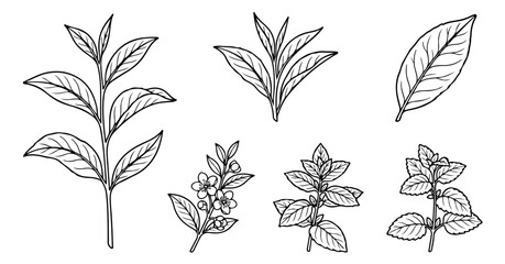 Fototapeta premium Hand drawn tea leaves and botanical branches vector set, black ink sketch of organic tea plant elements, 6 floral line art icons for packaging