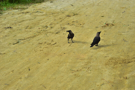 Two House Crows Foraging for Food on Sandy Beach