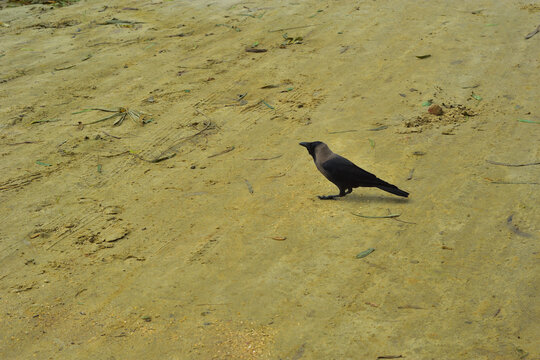 Single House Crow Walking on Sandy Ground