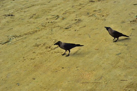 Two House Crows Foraging for Food on Sandy Beach
