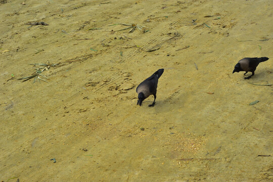 Single House Crow Walking on Sandy Ground