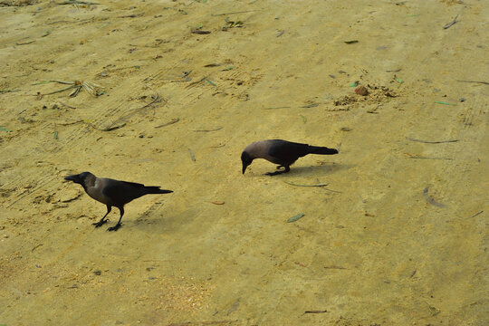 Two House Crows Foraging for Food on Sandy Beach