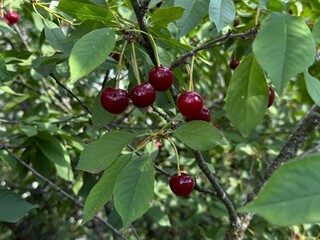 Organic Red Cherries Dangling from a Lush Green Branch © Олег