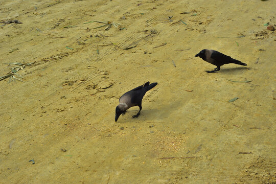 Two House Crows Foraging for Food on Sandy Beach