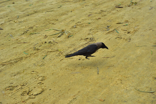 Single House Crow Walking on Sandy Ground