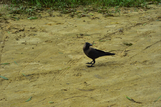 crow on the ground