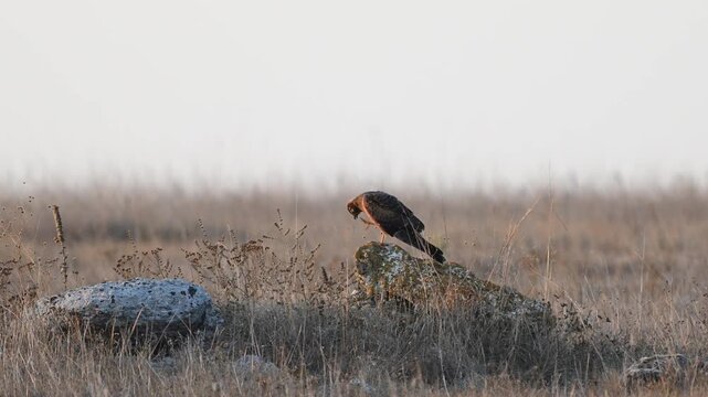 Pallid Harrier (Circus macrourus) in the Wild Slow Motion