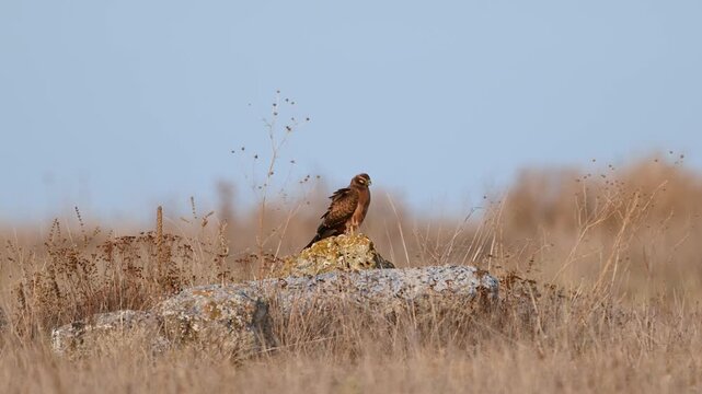 Pallid Harrier (Circus macrourus) in the Wild Slow Motion