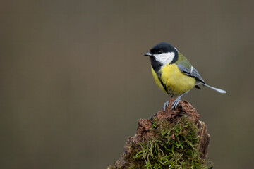 Great Tit Perched on Moss-Covered Tree Stump © DK Visuals 
